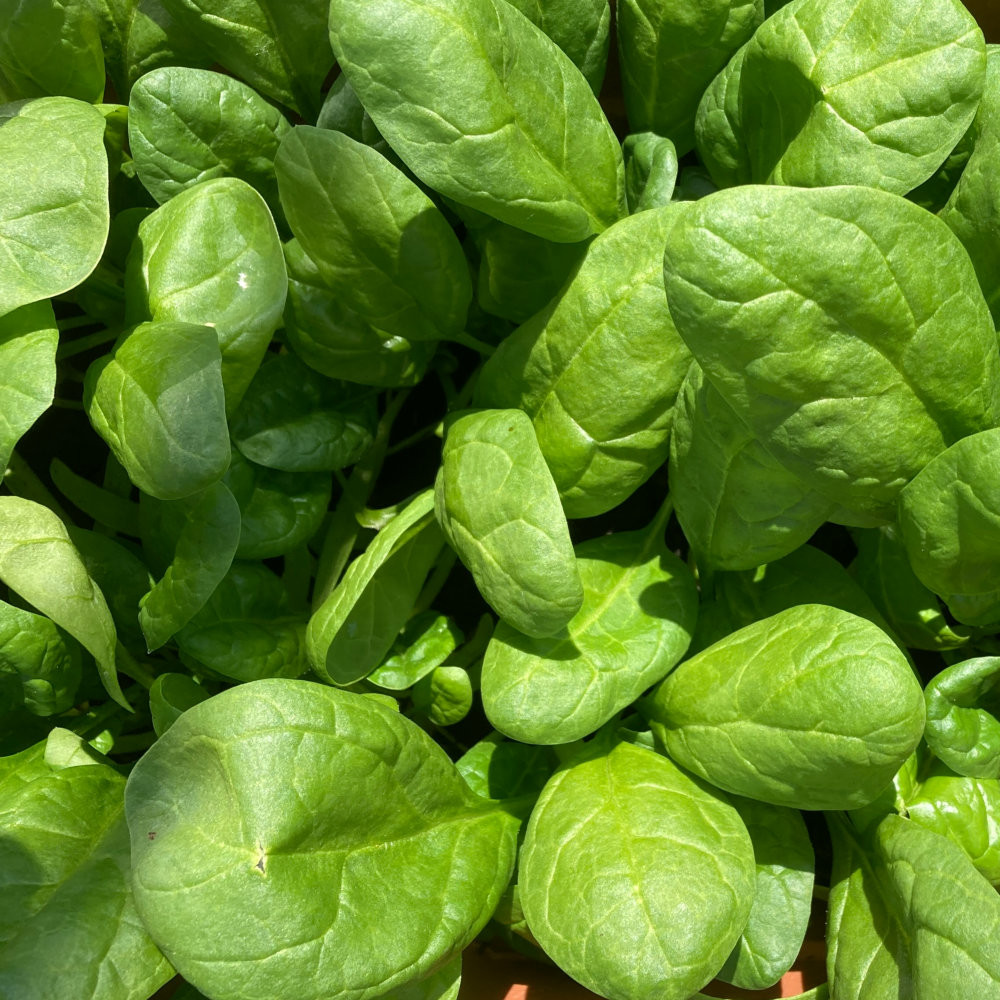 1kg Spinach