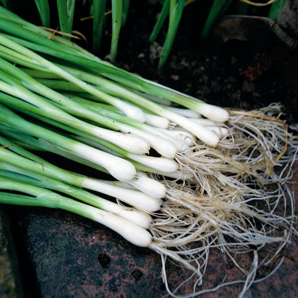 Image of Spring Onions 100g