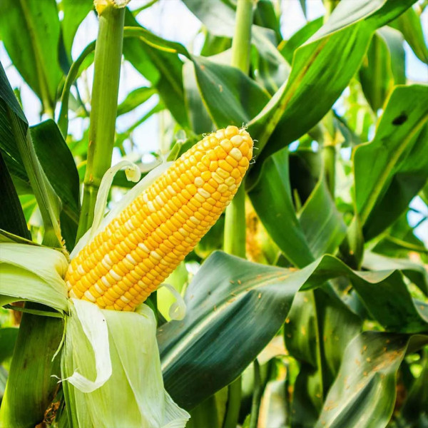 Image of Sweet Corn 1kg