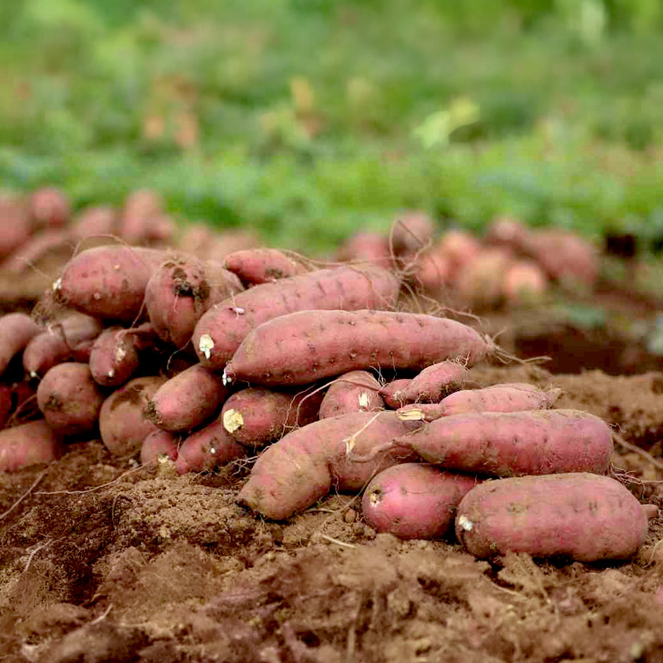 Sweet Potato 500gm