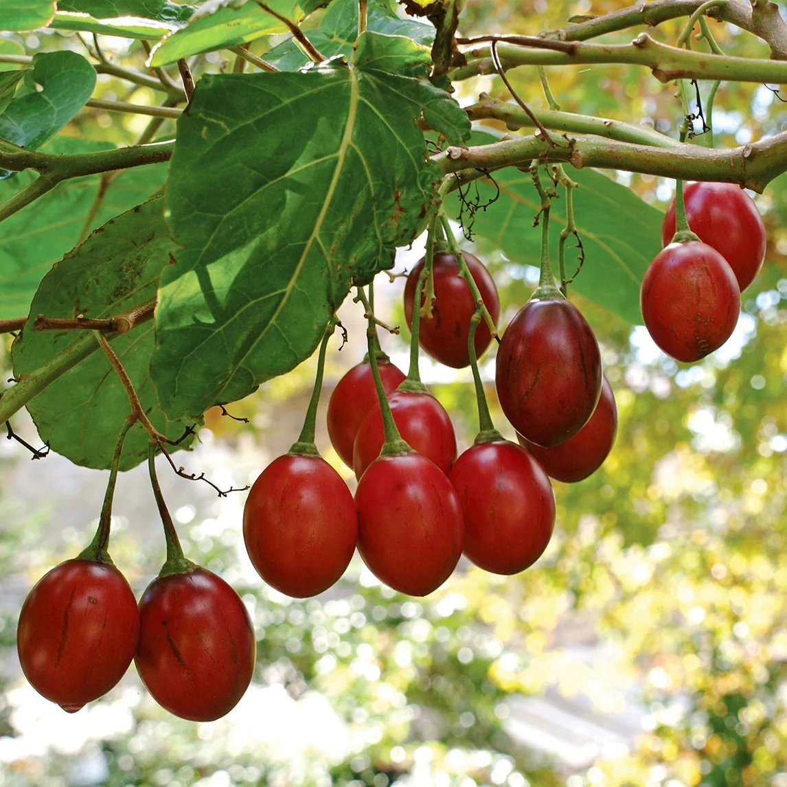 Organic Tamarillo (Tree Tomato) 250g — Colombian Andes · Tart-Sweet · Extraordinary Raw or Cooked