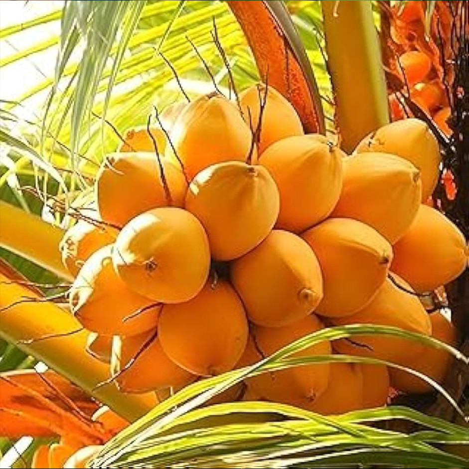 Tender Coconut 1pc