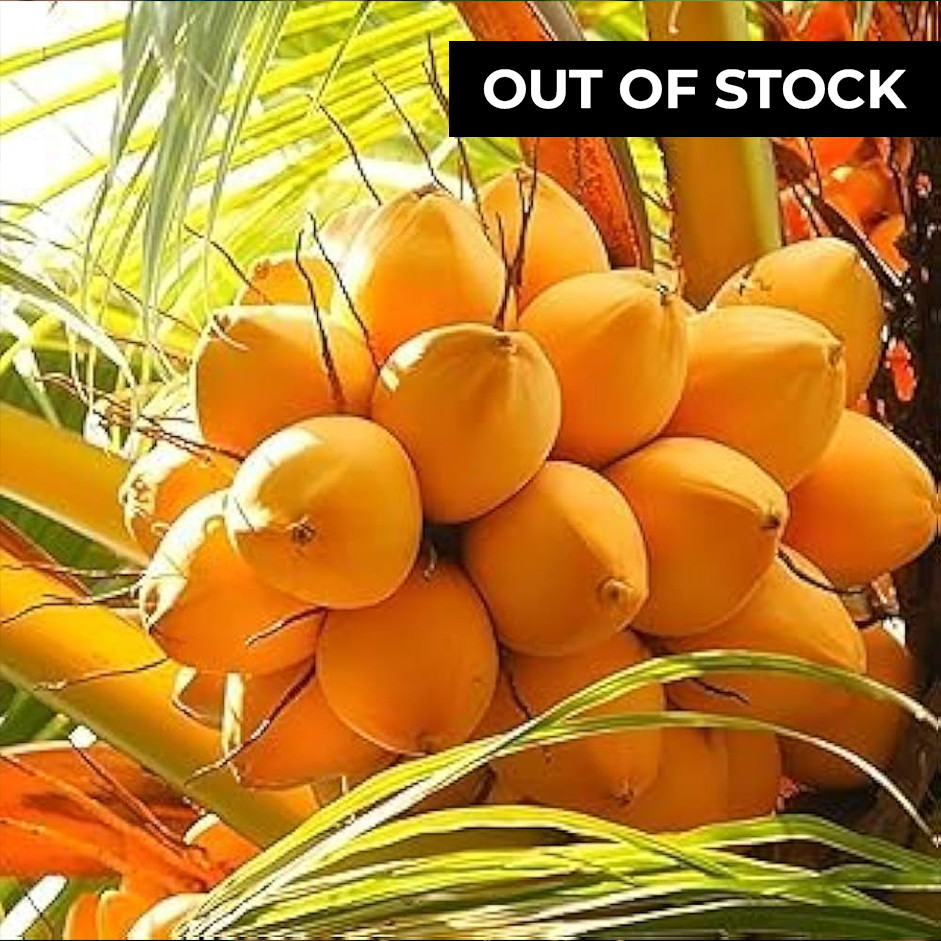 Tender Coconut 1pc