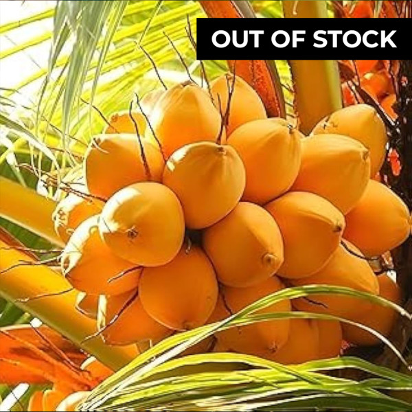 Image of Tender Coconut 1pc