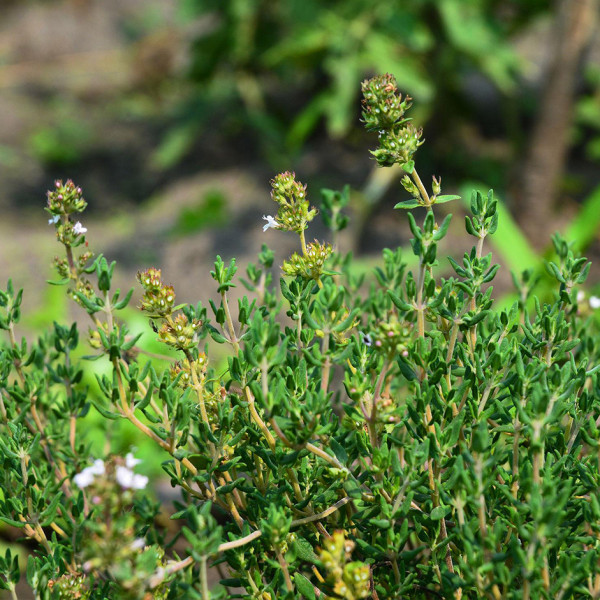 Image of Thyme 50g