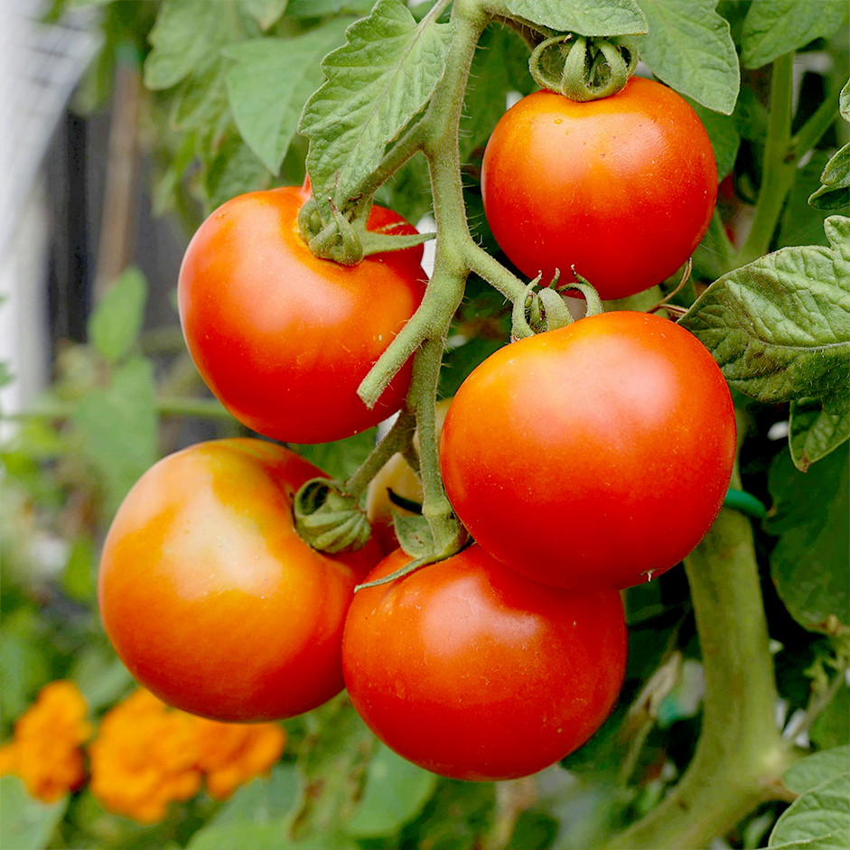 Tomato Beef 500g