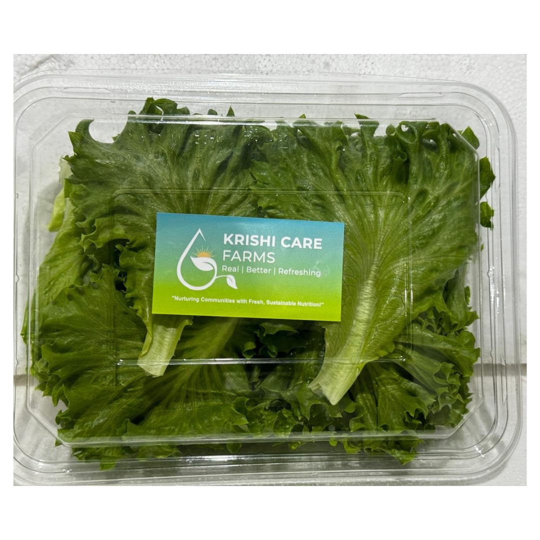 LOLLO BIONDA LETTUCE - PER HEAD