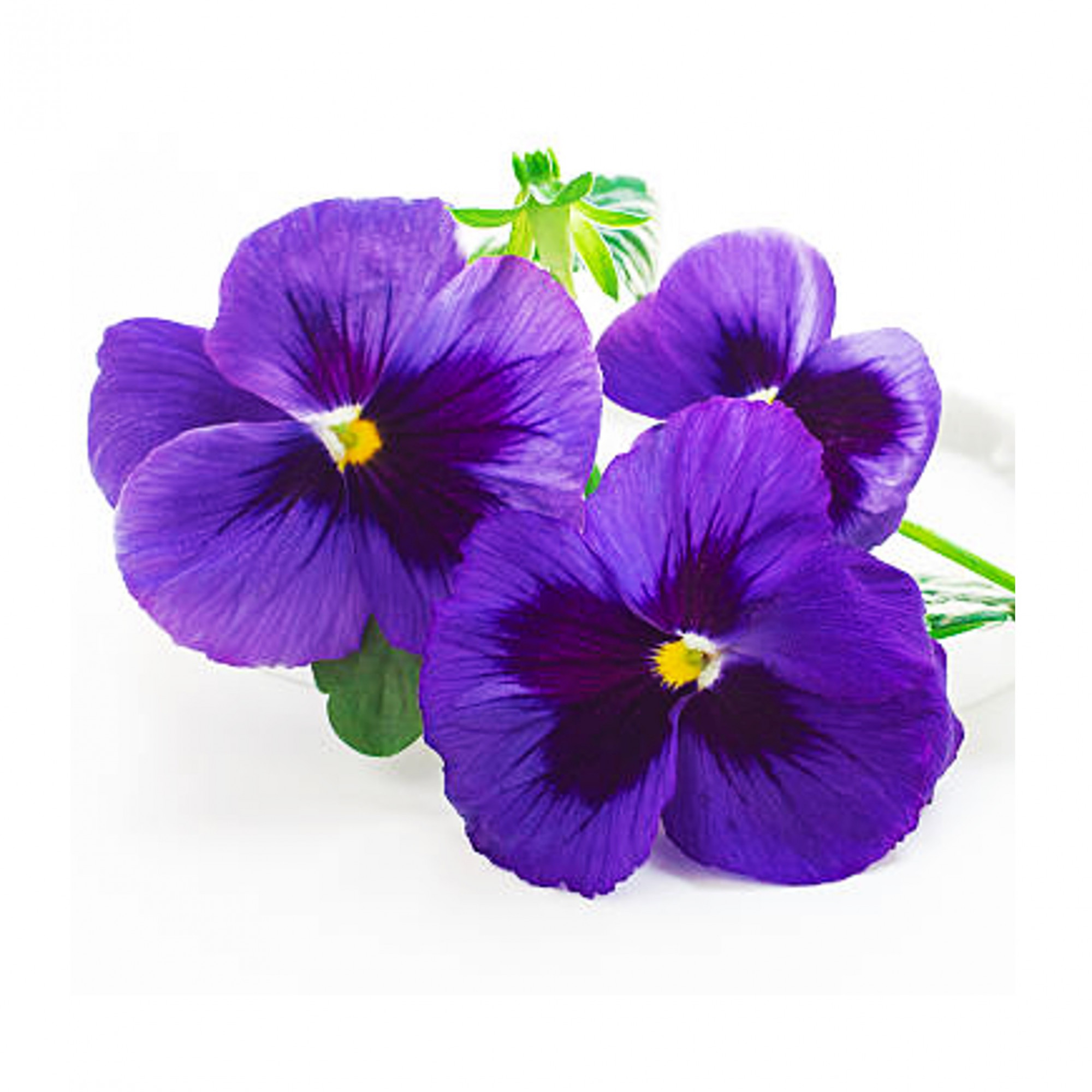 EDIBLE FLOWERS VIOLA MIX- 25 flowers pack