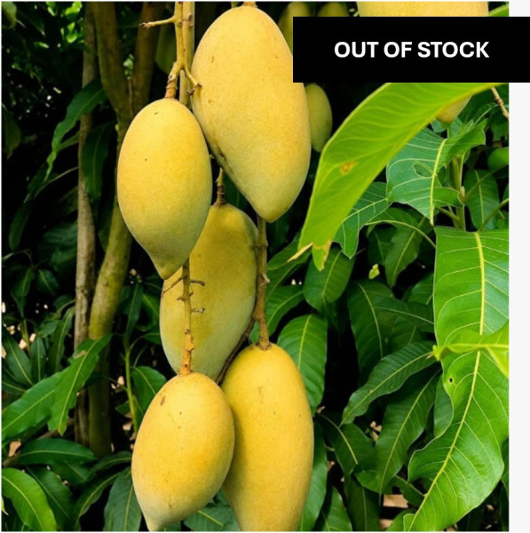 Image of Premium Natural Chausa Mangoes - (Box of 12)