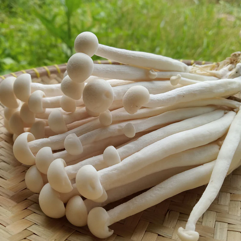 Rootz Organics White Button Mushrooms 250g — Fresh, UAE-Grown | Locally Harvested