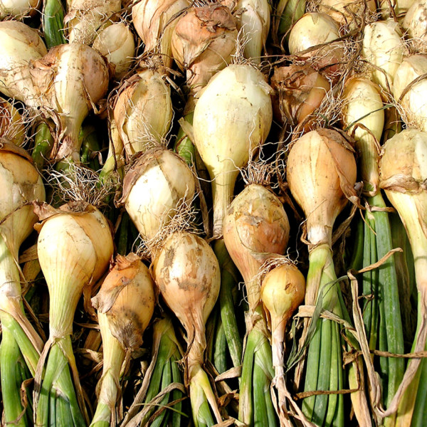 Image of Onion White 500gm
