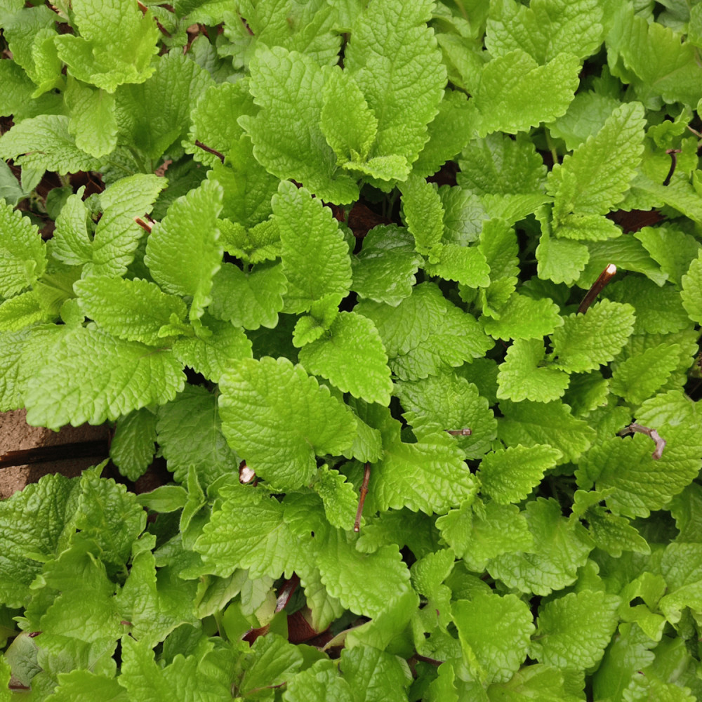 Organic Fresh Wild Mint 100g | Rootz Organics