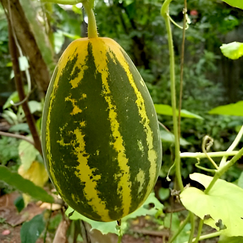 Rootz Organics Yellow Cucumber (Kakdi / Dosakaya) 650g–1kg — Indian Origin · Cooling · Sweeter Than Green