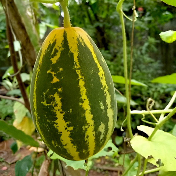 Image of Rootz Organics Yellow Cucumber (Kakdi / Dosakaya) 650g–1kg — Indian Origin · Cooling · Sweeter Than Green