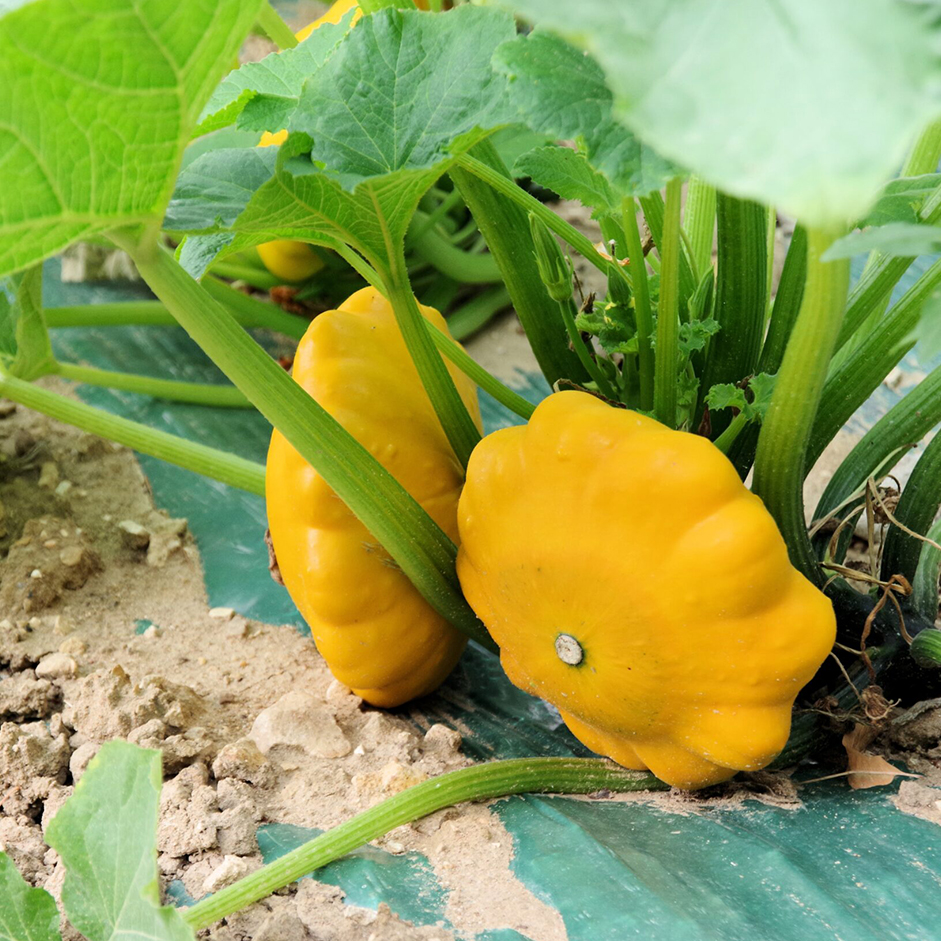 Rootz Organics Yellow Patty Pan Squash 200g — Baby Scallop Squash, Air-Flown from South Africa