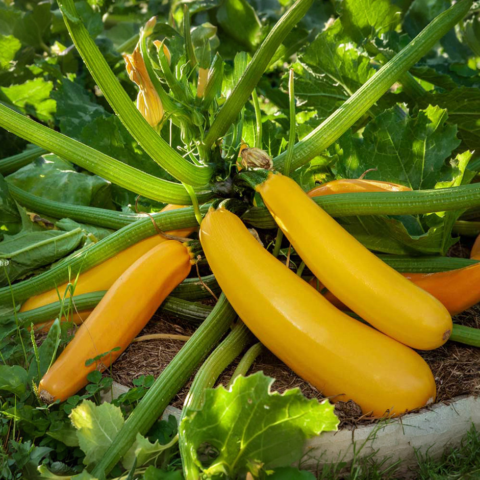 Yellow zuchinni 500g