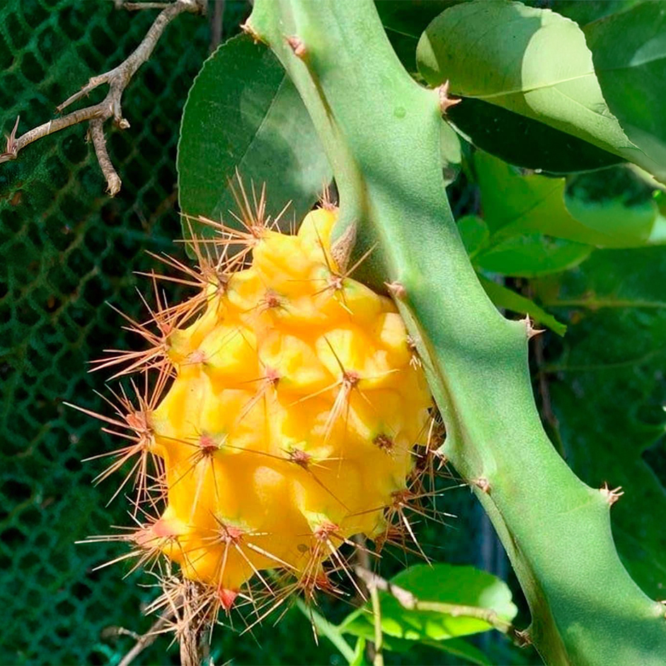 Rootz Organics Yellow Dragon Fruit (Pitahaya) 200-250g — Sweetest Pitaya, Air-Flown from Colombia
