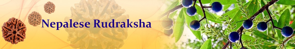 Nepalese Rudraksha