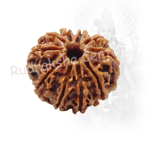 10 Mukhi Nepalese Rudraksha