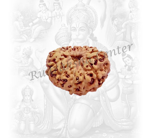 11 Mukhi Rudraksha Indonesian