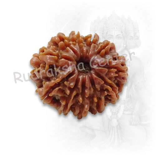 11 Mukhi Nepalese Rudraksha