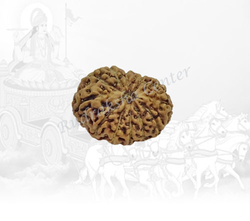 12 Mukhi Rudraksha Indonesian