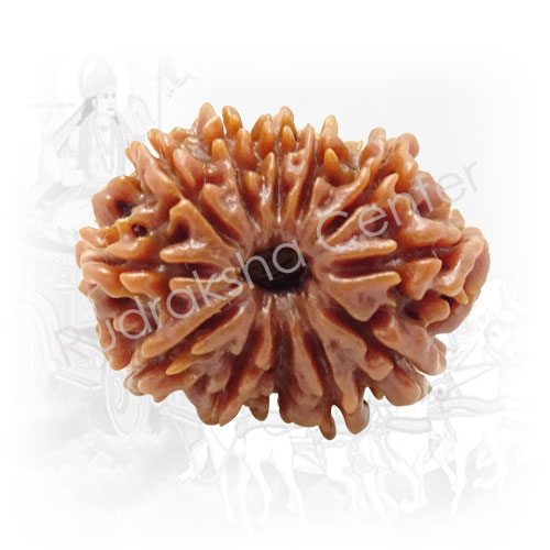 12 Mukhi Nepalese Rudraksha