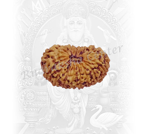 17 Mukhi Rudraksha Indonesian