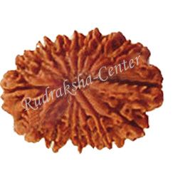 18 Mukhi Nepalese Rudraksha