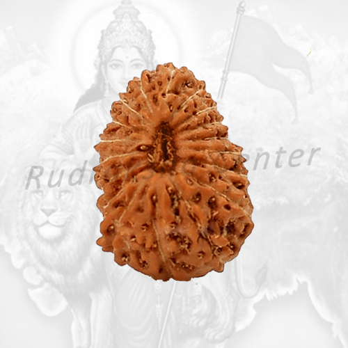 18 Mukhi Rudraksha Indonesian