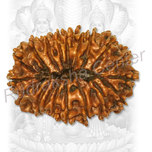 19 Mukhi Nepalese Rudraksha