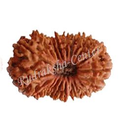 20 Mukhi Nepalese Rudraksha
