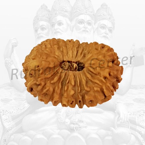 20 Mukhi Rudraksha Indonesian