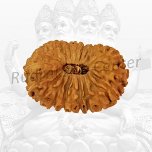 20 Mukhi Rudraksha Indonesian