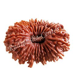 21 Mukhi Nepalese Rudraksha