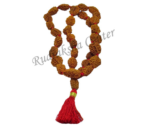 Two 2 Mukhi Rudraksha Mala