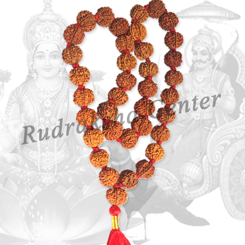 Seven 7 Mukhi Rudraksha Mala