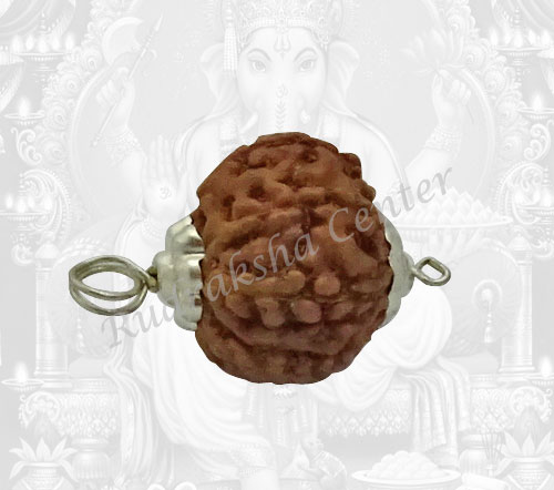 8 Mukhi Rudraksha Indonesian