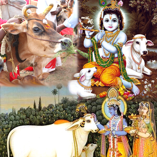 Cow Service Puja