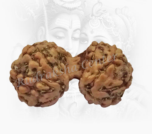 Gauri Shankar Rudraksha Indonesian