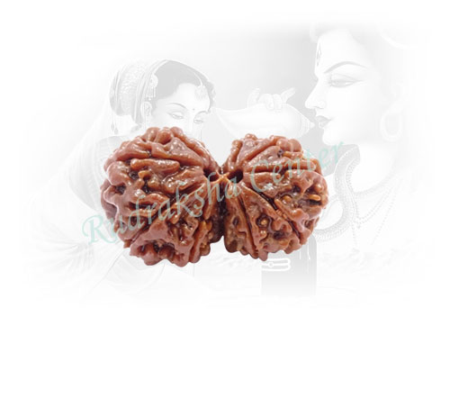 Gauri Shankar Nepalese Rudraksha