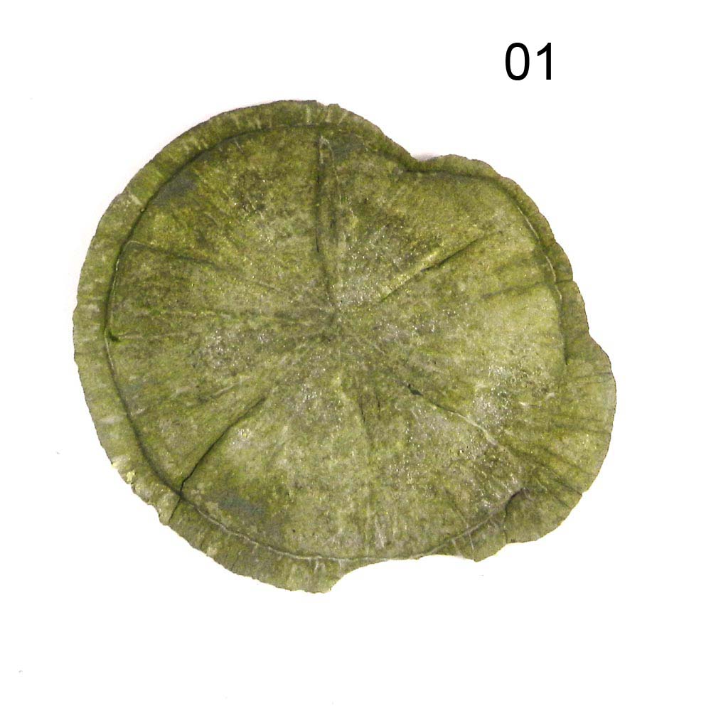 Iridescent Metallic Natural Sun Pyrite Miners Dollar Loose Gemstone