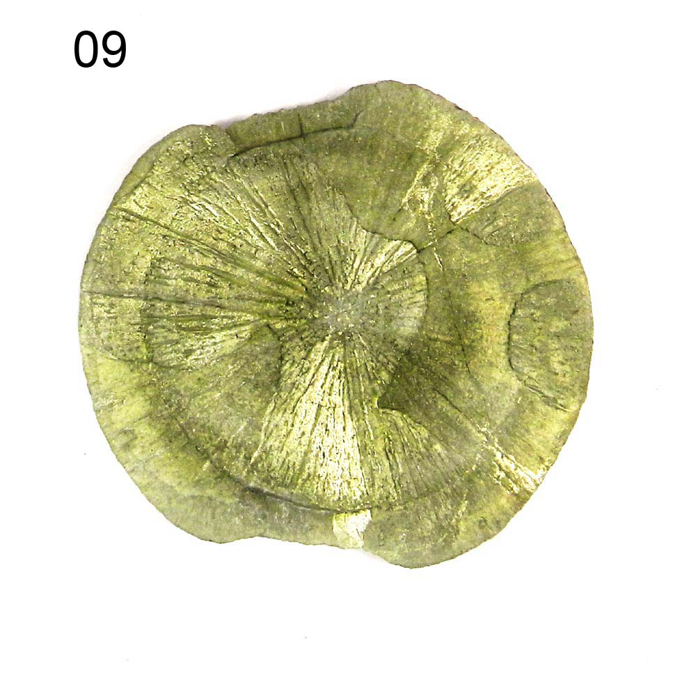 Iridescent Metallic Natural Sun Pyrite Miners Dollar Loose Gemstone