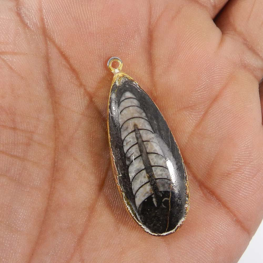 Natural Orthoceras Gold Electroplated Single Loop Connector