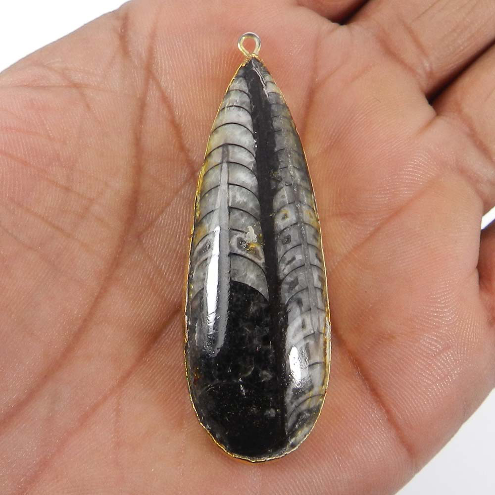 Natural Orthoceras Gold Electroplated Single Loop Connector