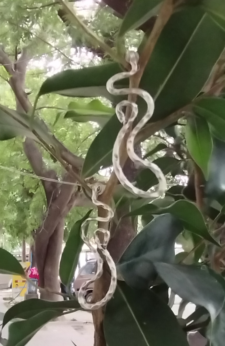 Turkey German Silver earring