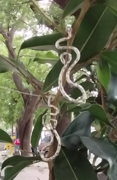 Turkey German Silver earring