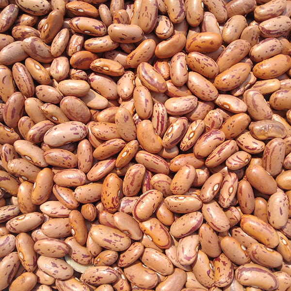 Image of Rajma Chitra