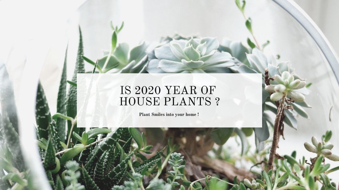 Is 2020 the year of house plants ?