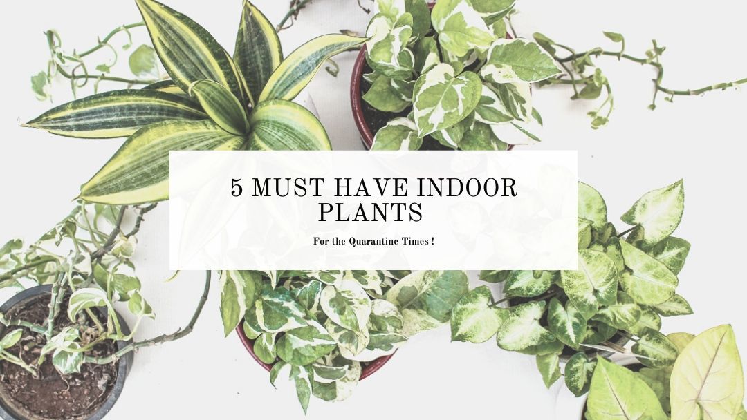 Easy indoor plants to grow at home